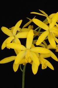 Cattleya crispata Royal Basin Sunshine AM 83 pts.